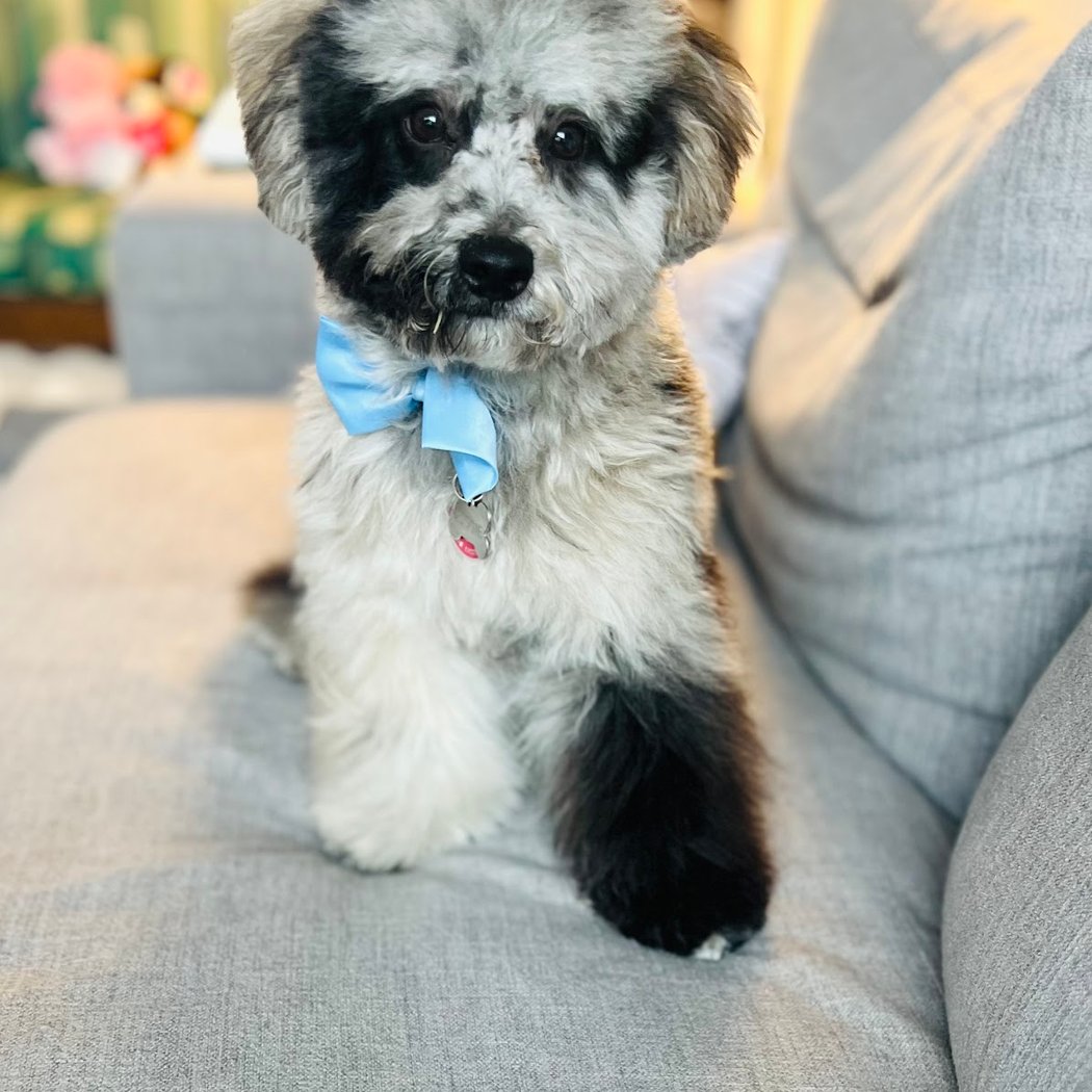 Dog Park Grooming & Daycare - Professional Dog Grooming & Daycare Services 3