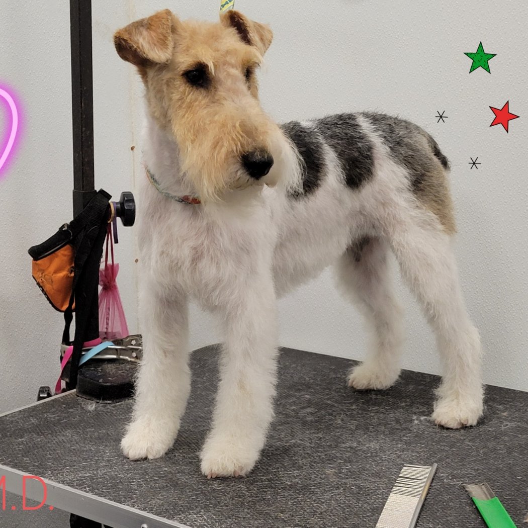 Towne House Grooming & Pet Supplies 3