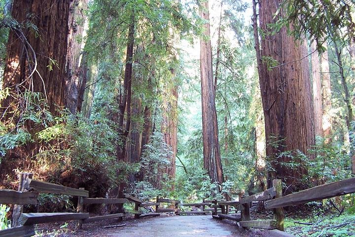 From San Francisco: Guided Tour to Muir Woods Coastal Redwoods 1