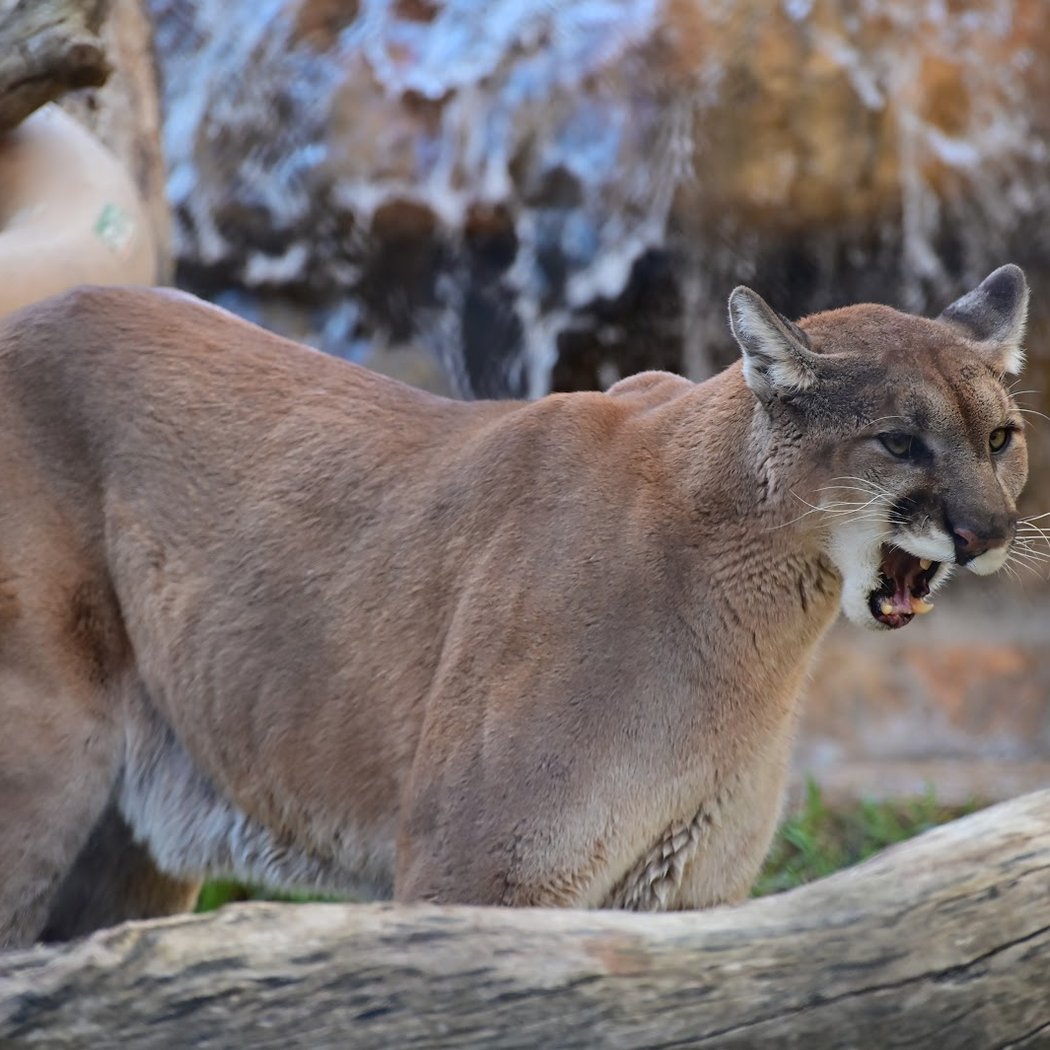Orange County Zoo 1
