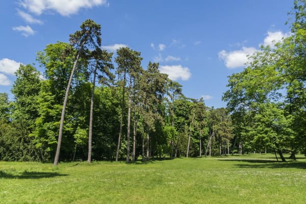 Malmaison Forest 4