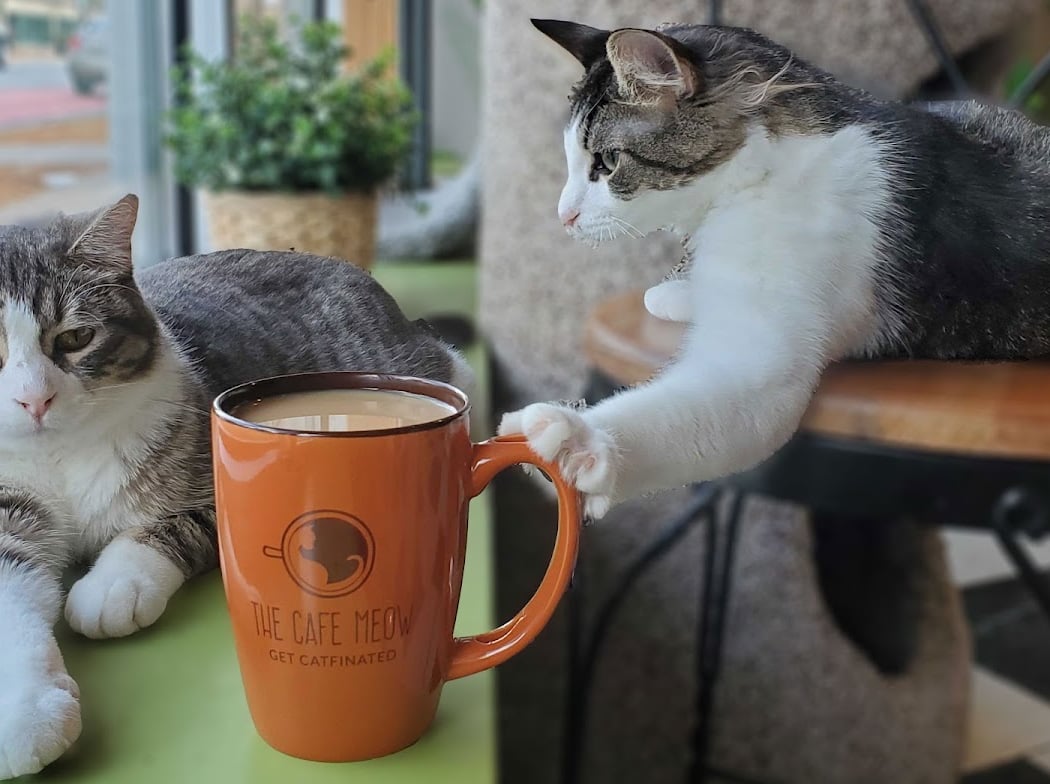 The Cafe Meow 1