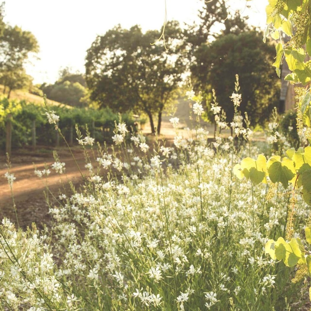 Garden and Glass Pairing Experience 2