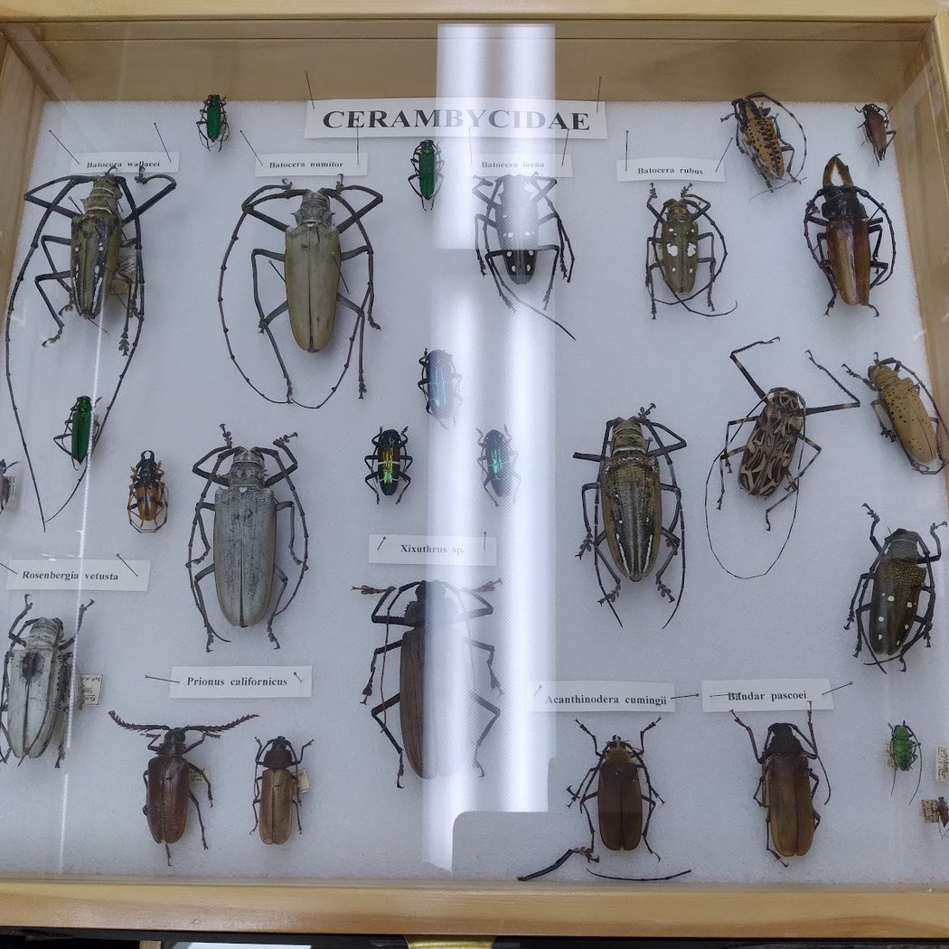 Essig Museum of Entomology Research 3