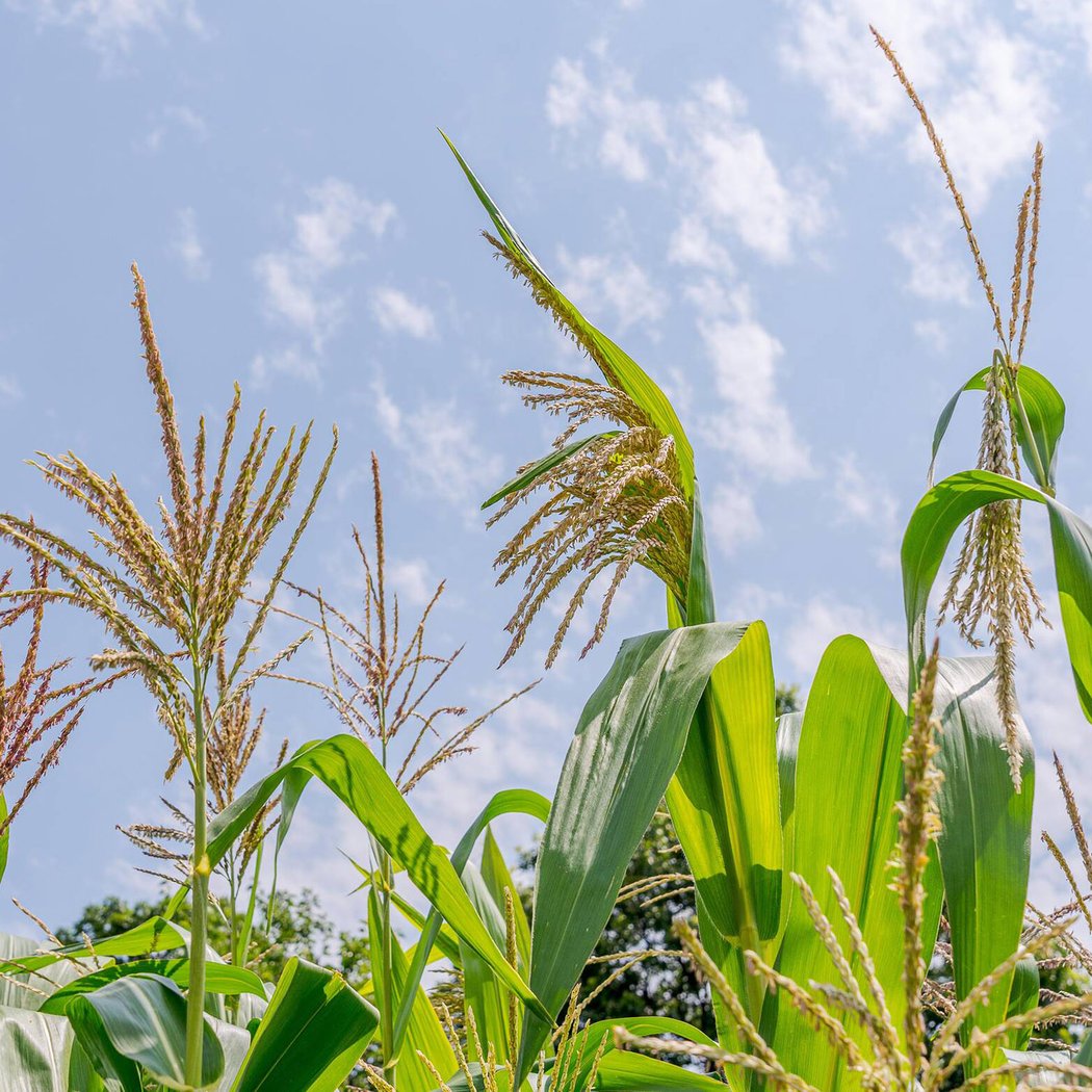 Growing America: In the Barnsley Beds 1