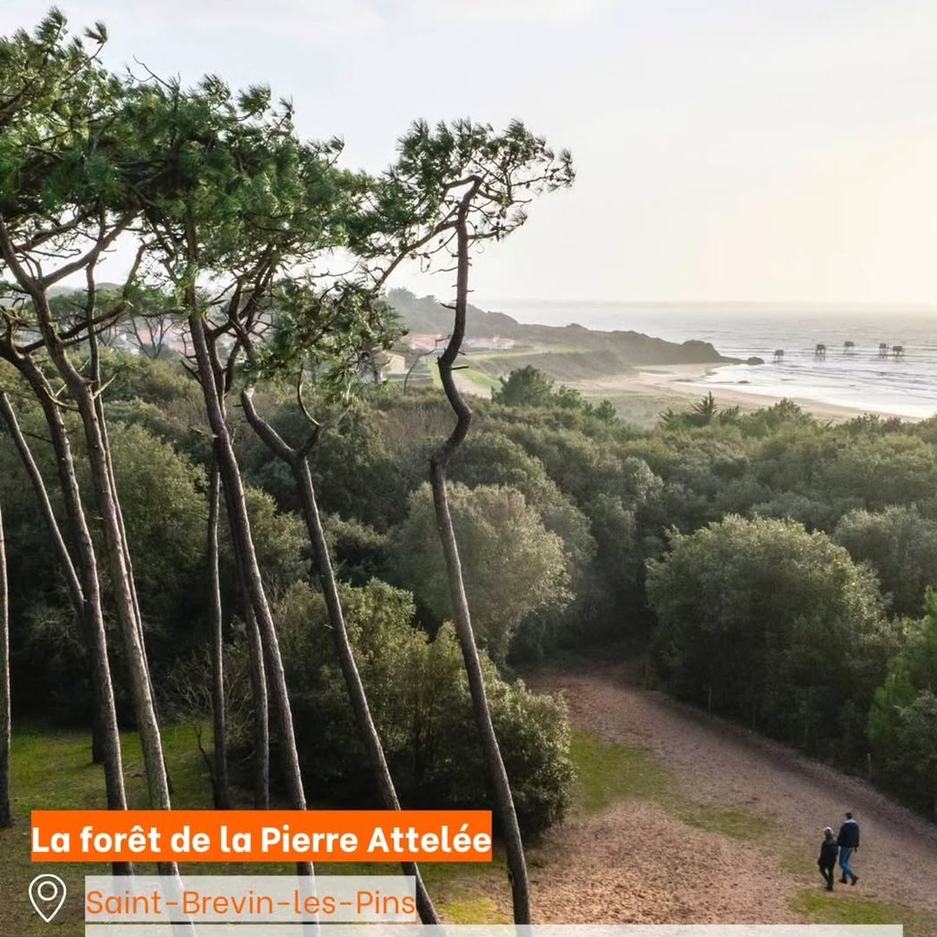 Forêt de la Pierre Attelée 1