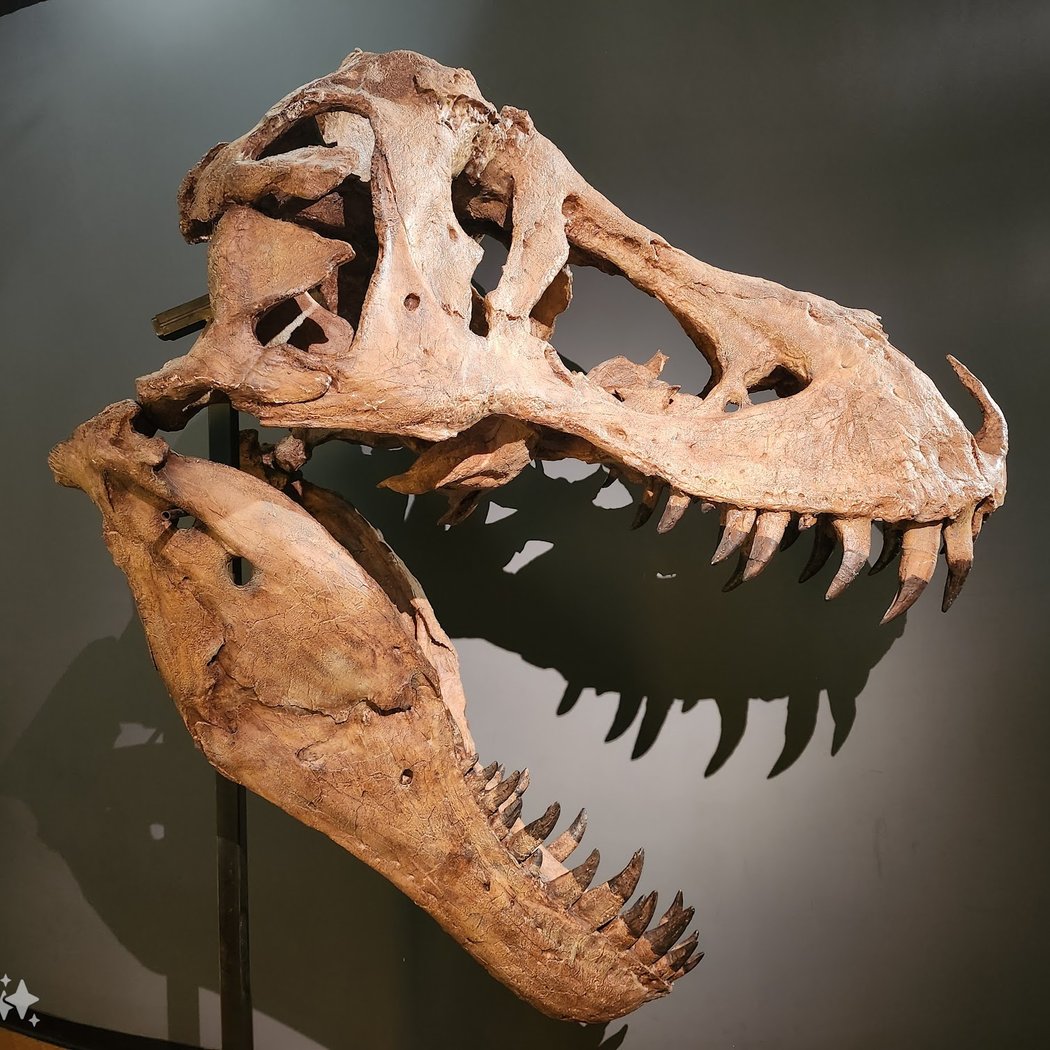Muséum d'Histoire Naturelle 1