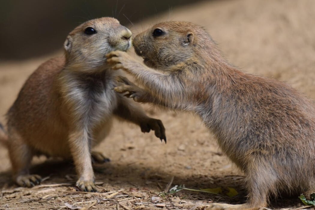 Mammals of the Prairie 3