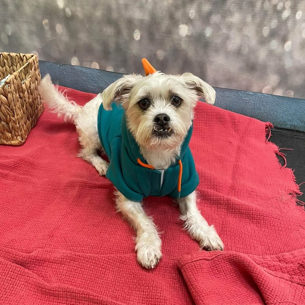 Fit 'N' Furry Pet Resort & Training Center 2