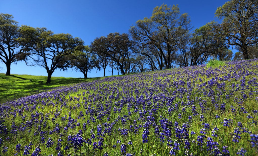 Sky Vineyards 1