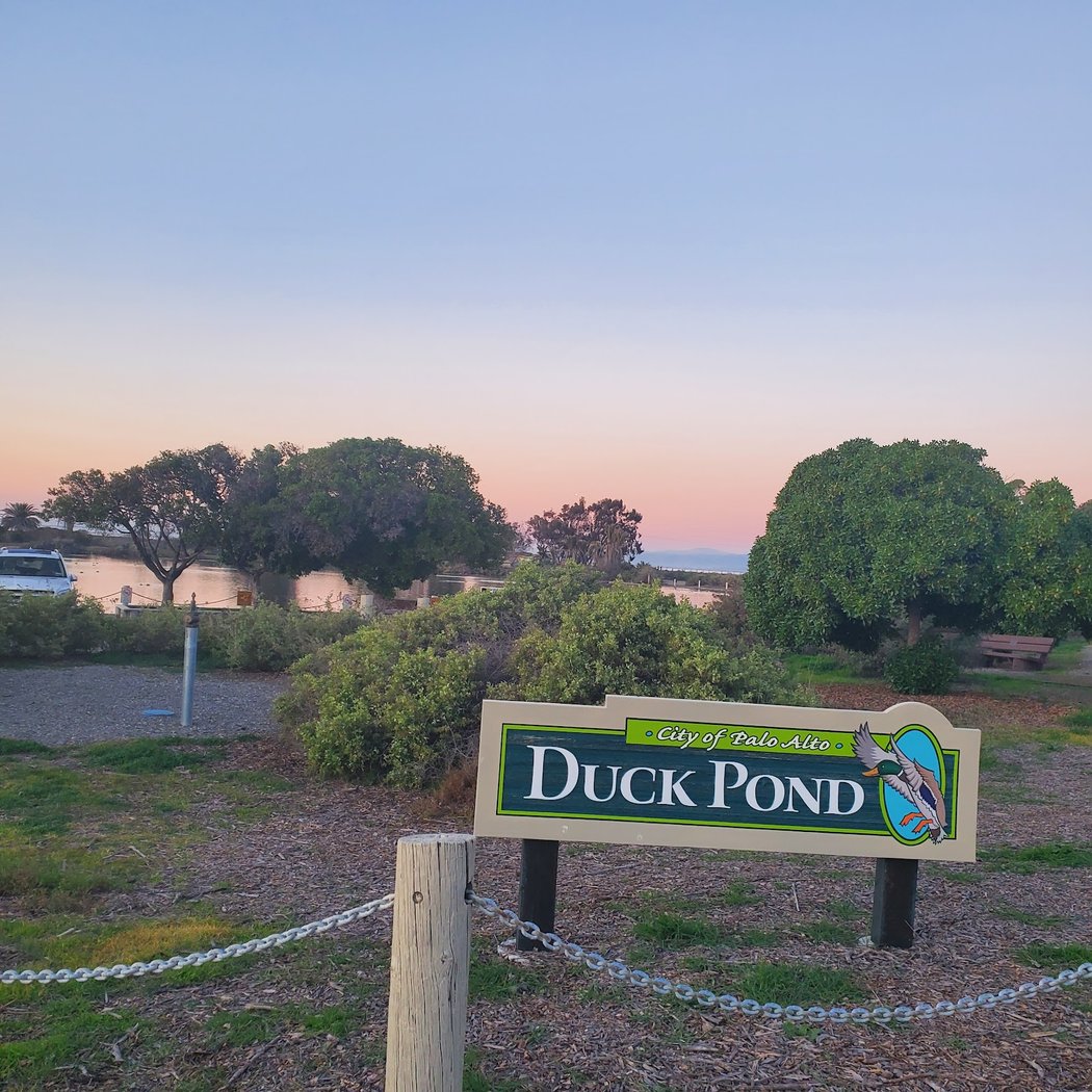 Palo Alto Duck Pond 3