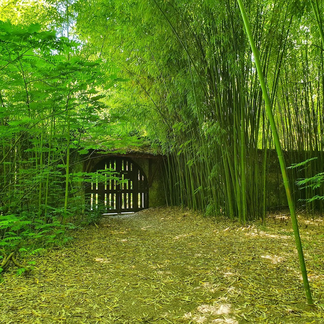 arboretum de Ripaille 1