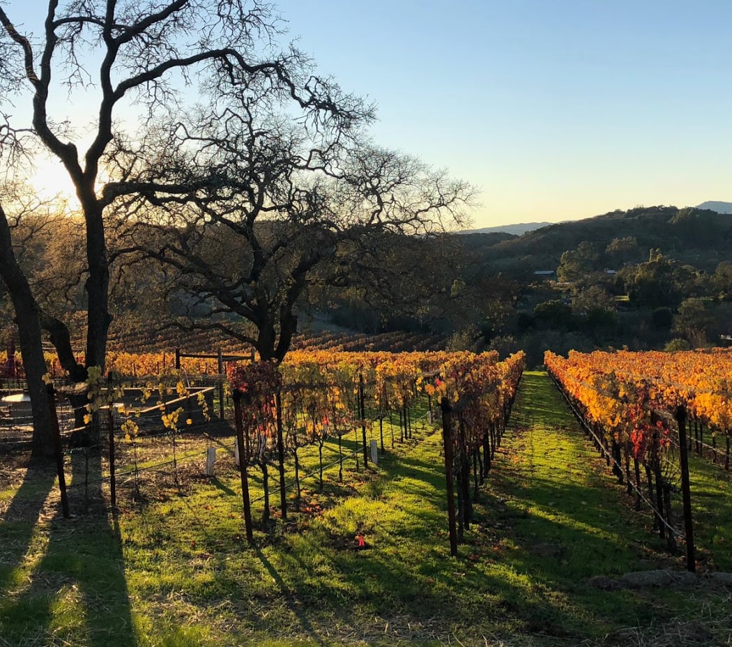 Maroon Wines 2