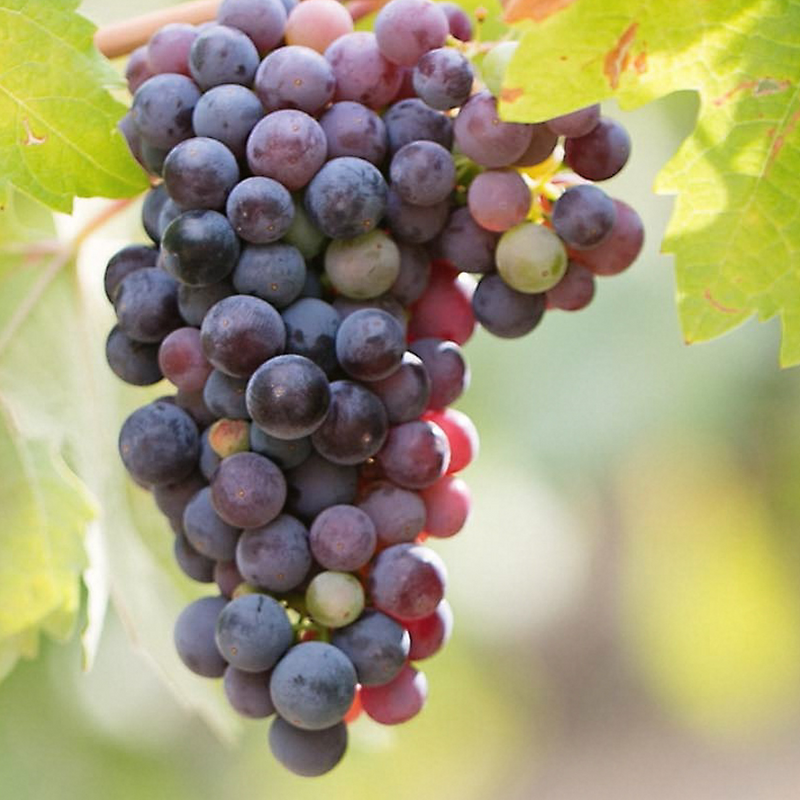 Viticulture & Enology 3