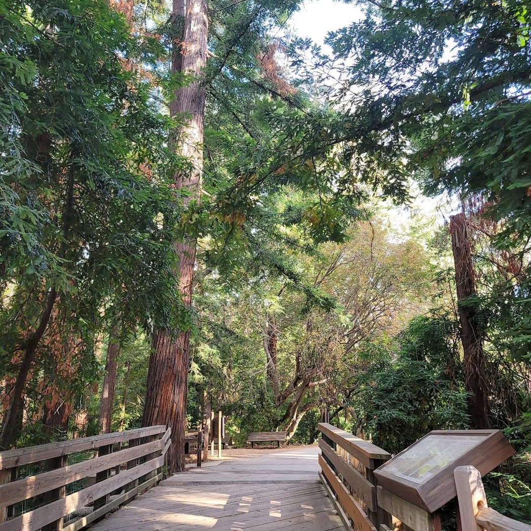 Volunteer Outdoors at Redwood Grove 2