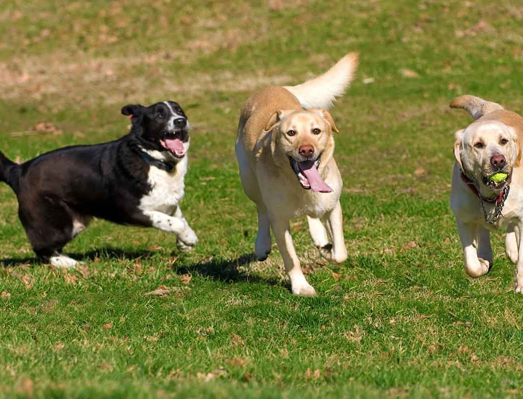 Park Pawty 2