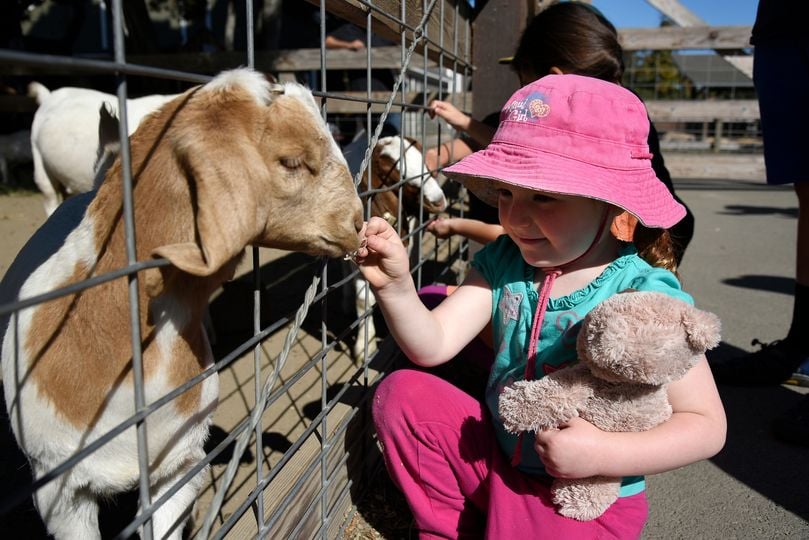 Toddler Time at the Farm 3