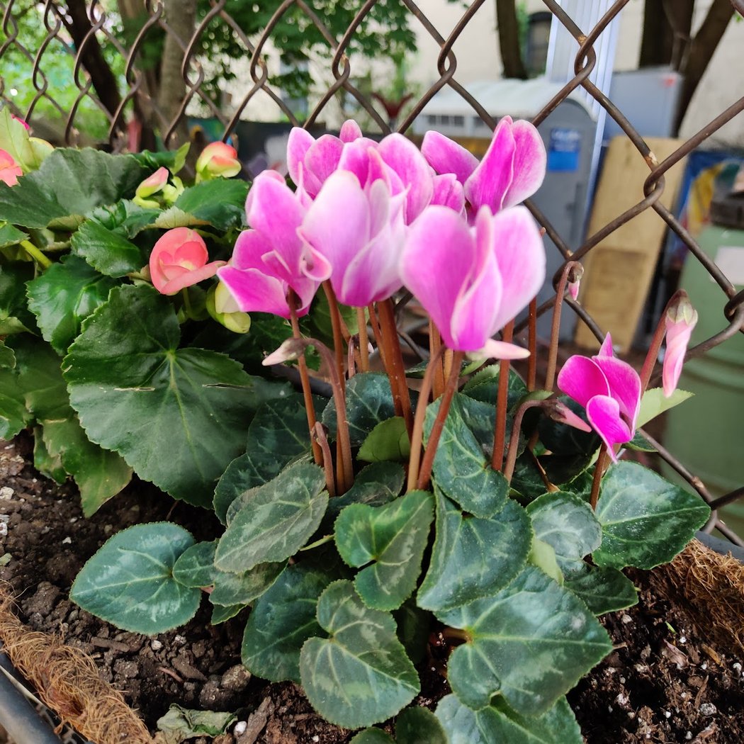 Children's Magical Garden 5