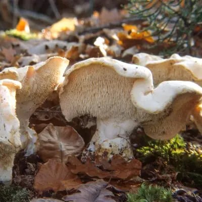Hands-On Class: California Winter Mushrooms with Chef Matt Shapiro 1