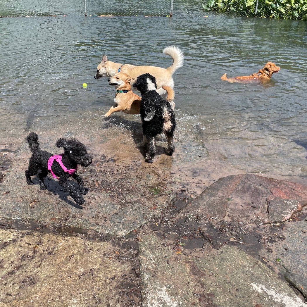 Prospect Park Dog Beach 1