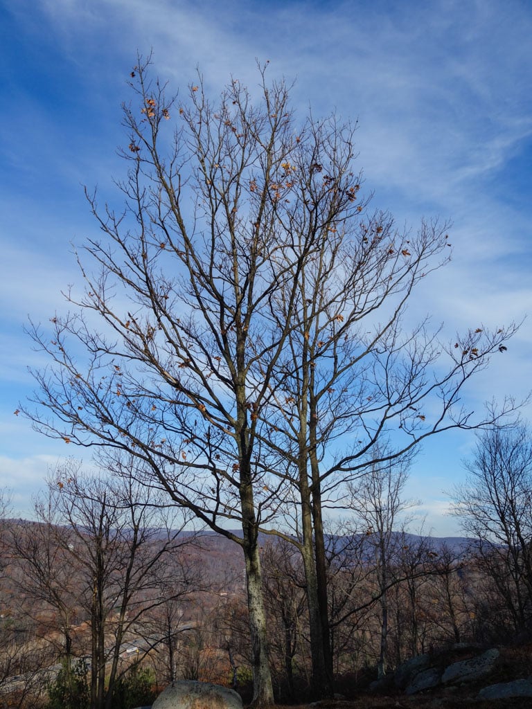 Tuxedo Lookout 2