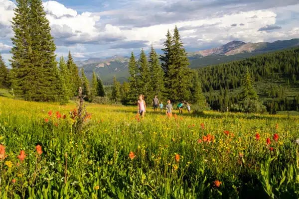Guided Wildflower Hike - Baldy Mountain Meadows 1