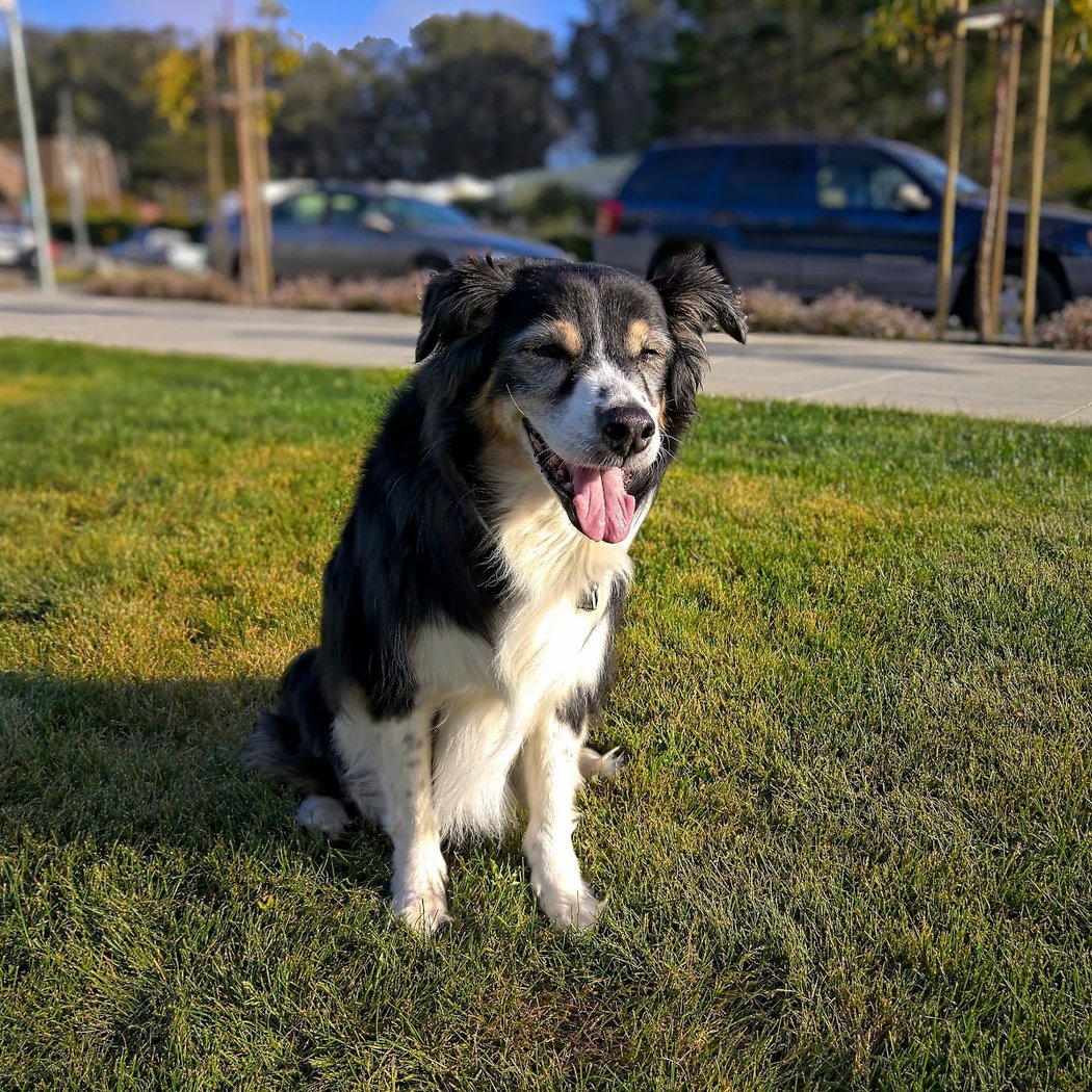 Brotherhood Mini Dog Park 1