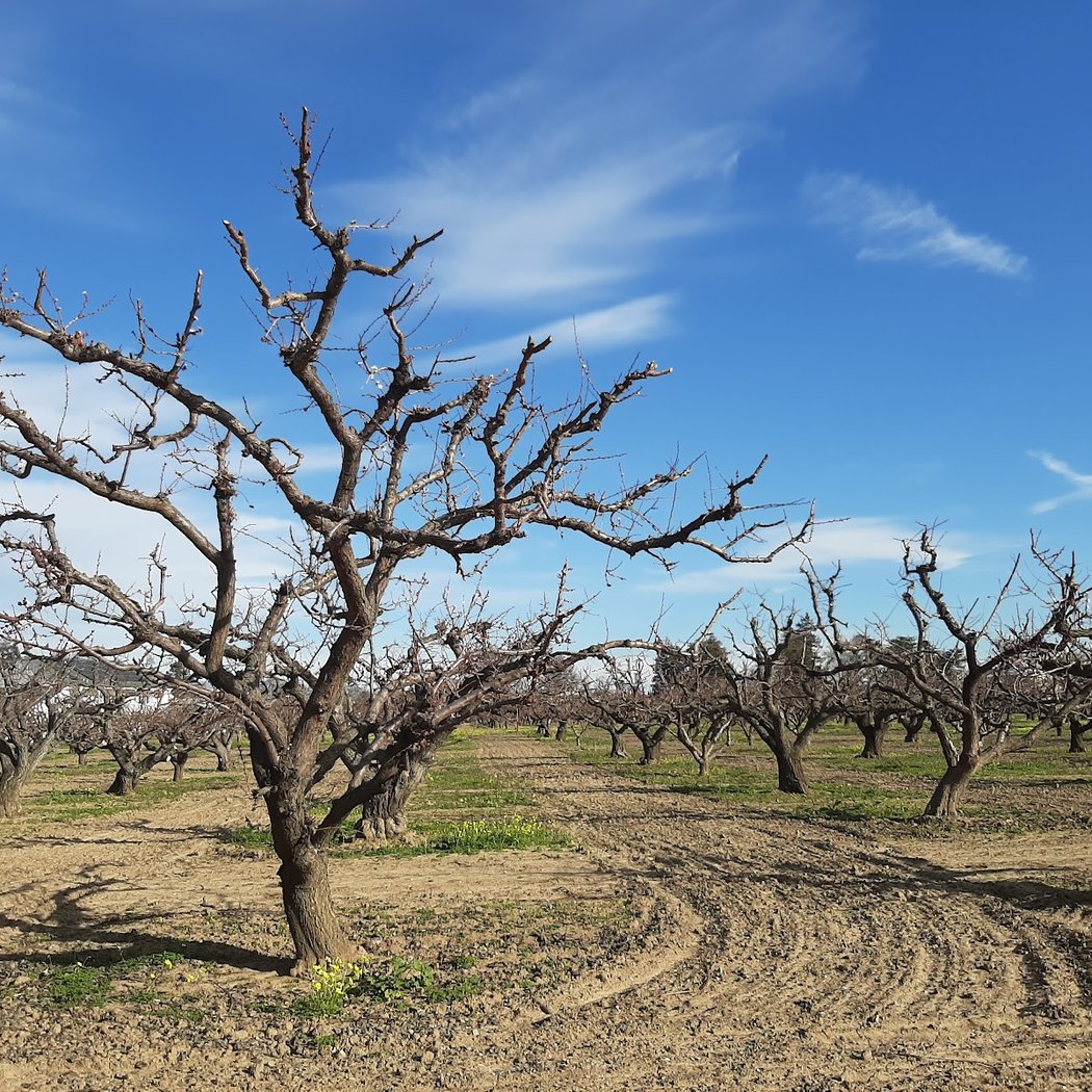 Orchard Heritage Park (Apricot Orchard Barn) 2