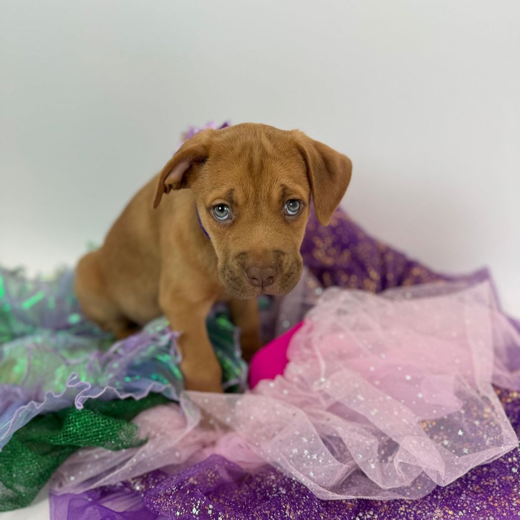 Almost There: A Mom + Pups Rescue 2