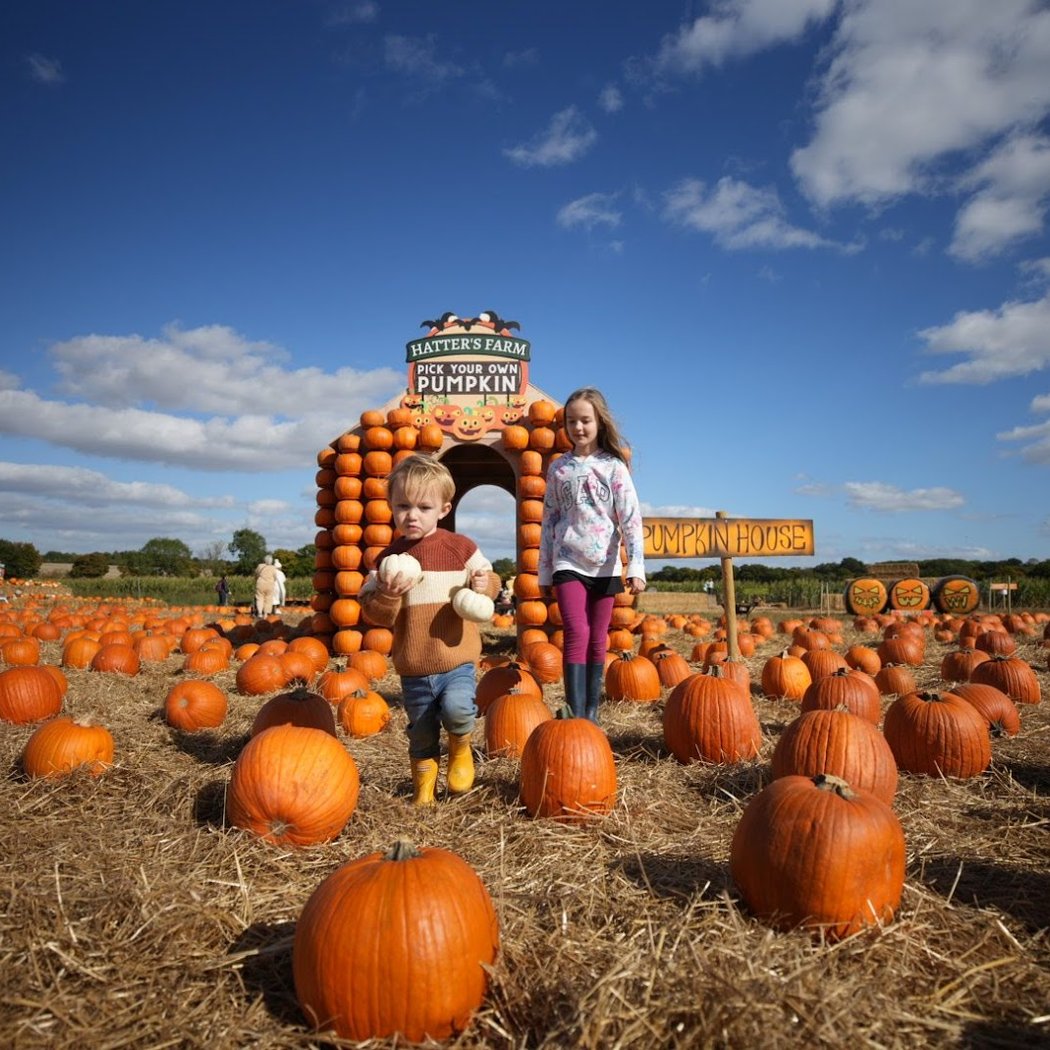Pumpkin Patch 1