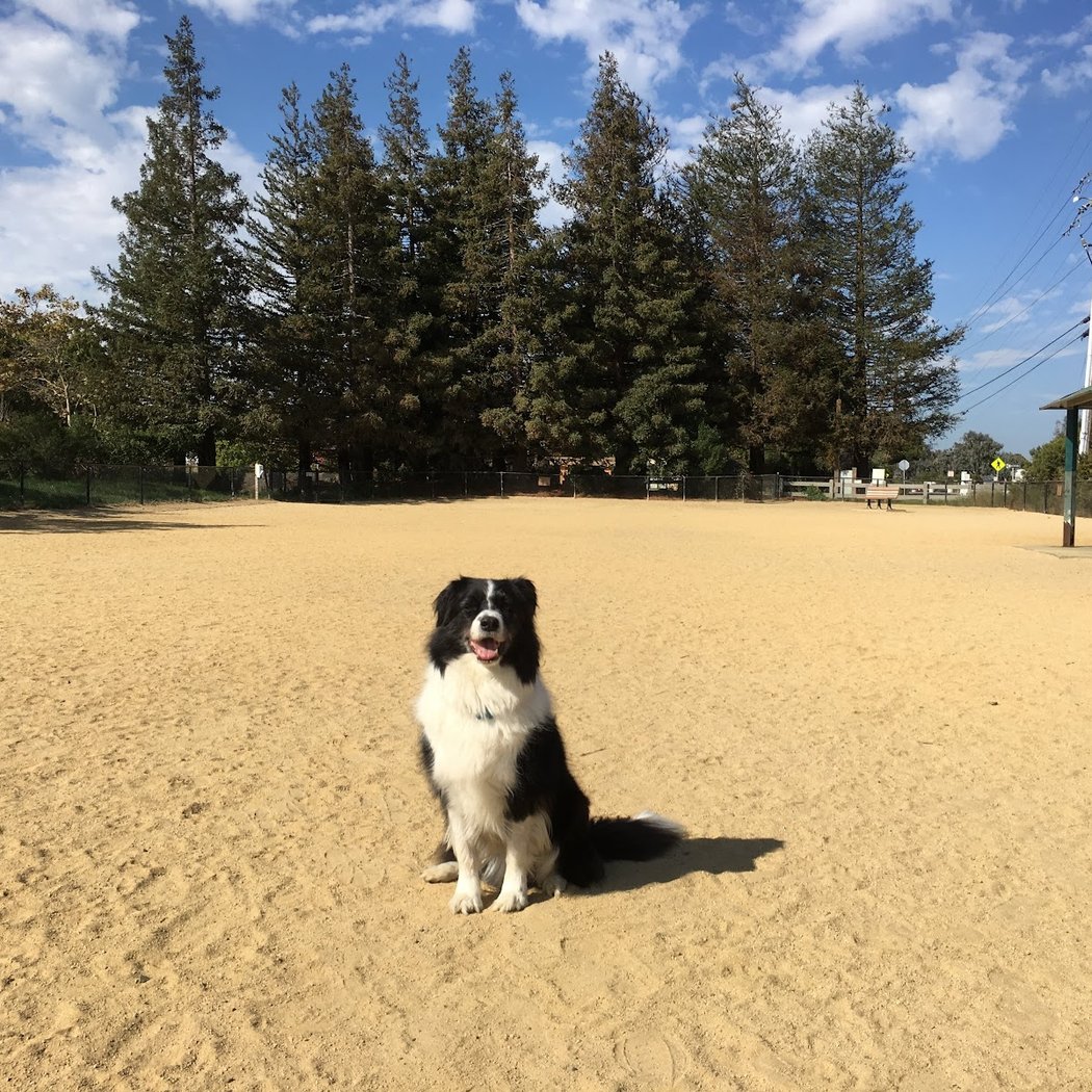 City of Mountain View Dog Park 1