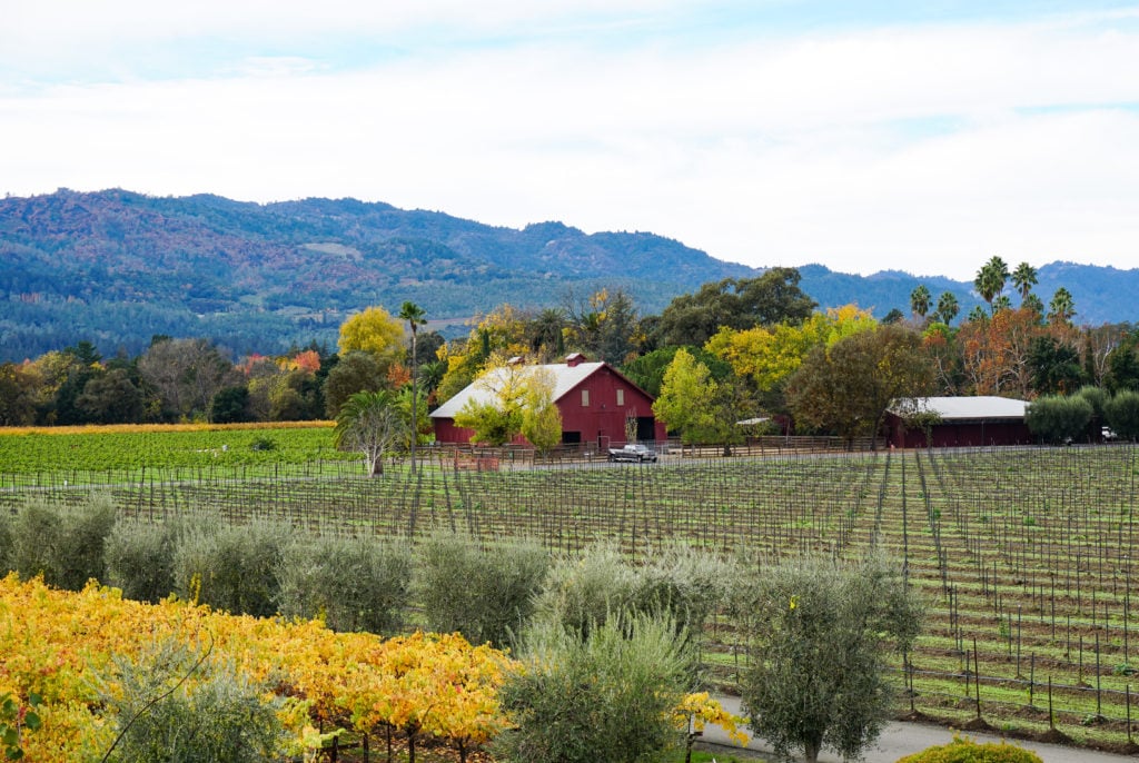 Round Pond Estate Winery 2