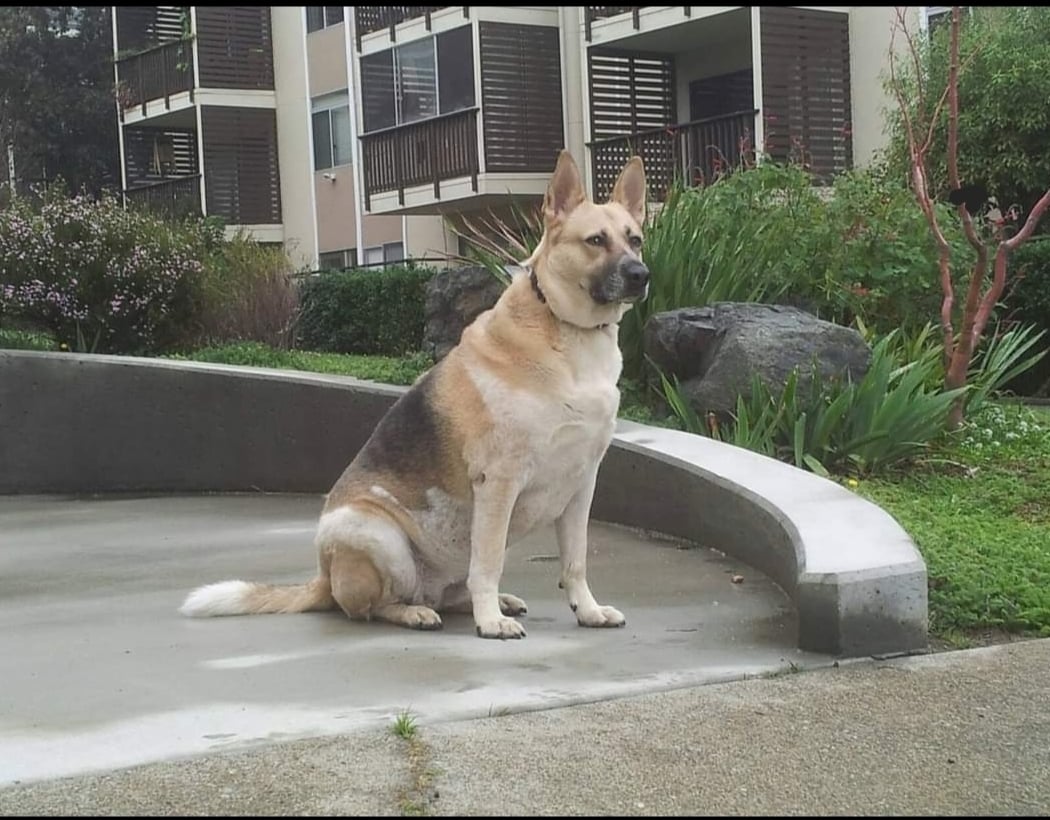 Jefferson Square Dog Play Area 3