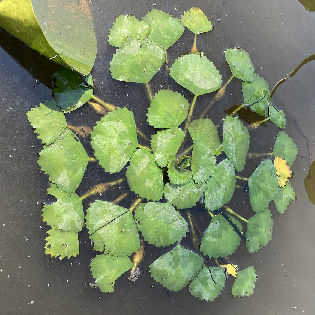 Paddle with a Purpose: Water Chestnut Removal 2
