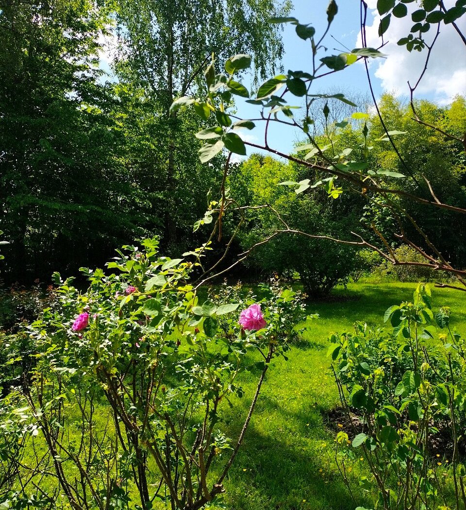 The Rose Garden of Provins 4