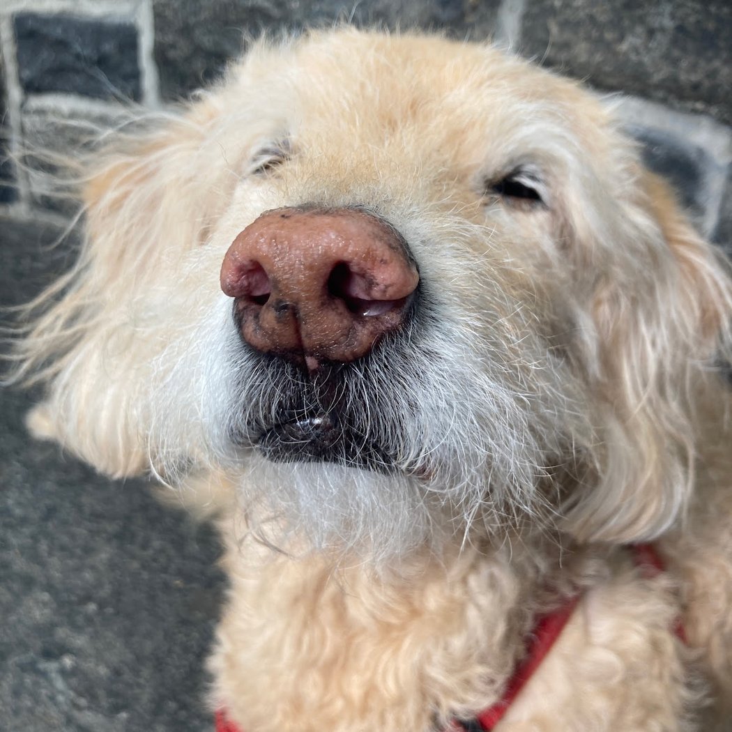 The Perfect Pooch NYC 2