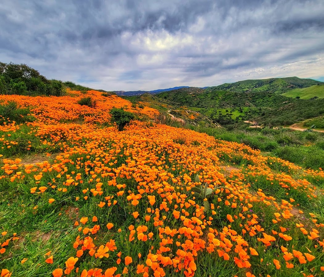 Moderate Cardio Hike: Weir Canyon Rifle Range Loop 1