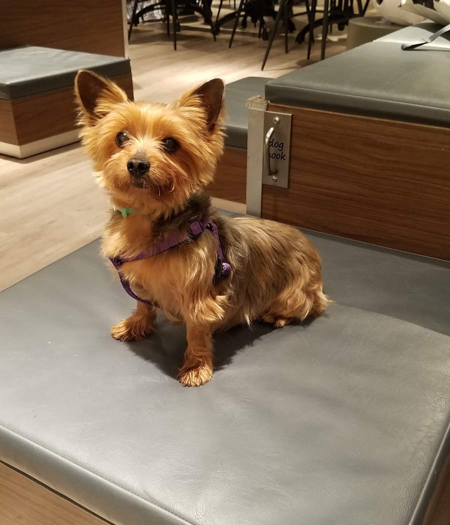 Cafe Bark 1