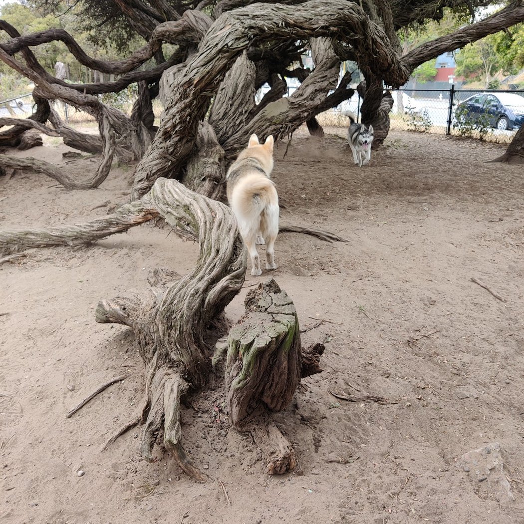 Brotherhood & Alemany Dog Play Area 3