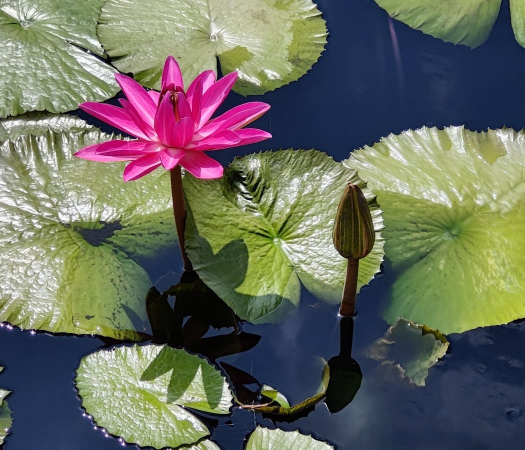Chinese Plants in the Garden Tour 1