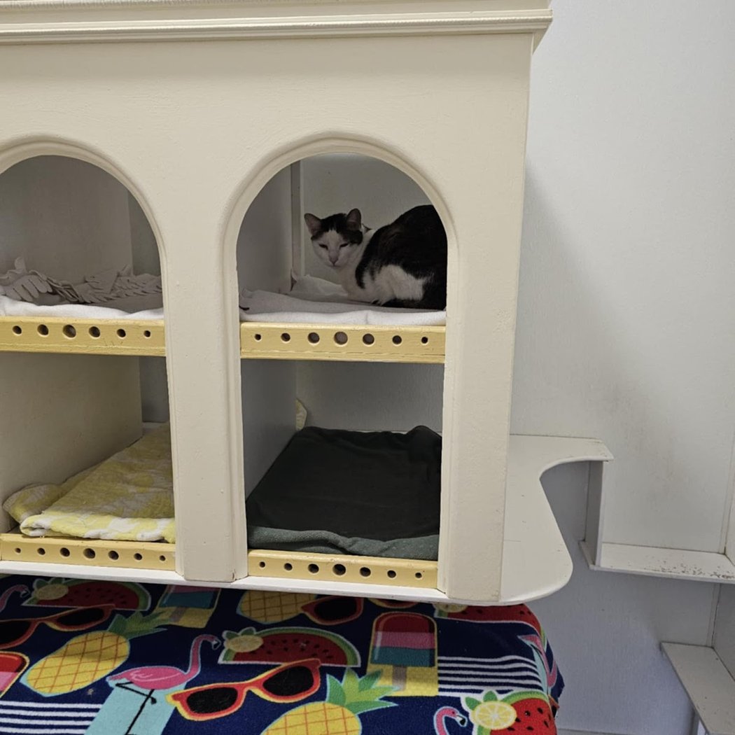Cat Town 3