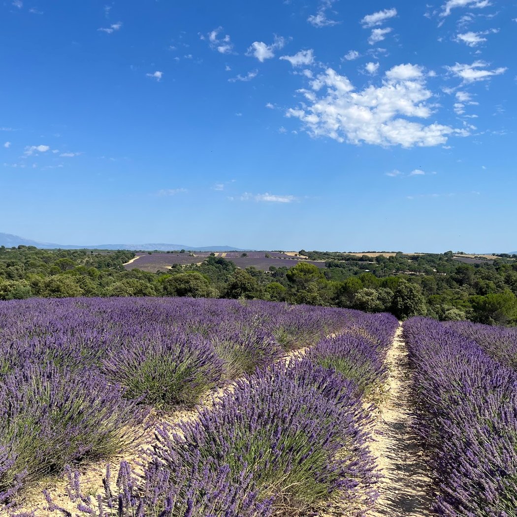 Lavender bio | Valensole 2