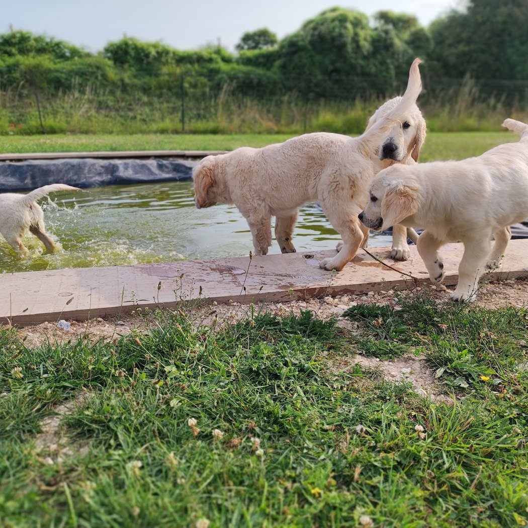 Parc de l'Aure - Parc de Jeux Canin/éducation de votre chien près d'Amiens à Saisseval 1