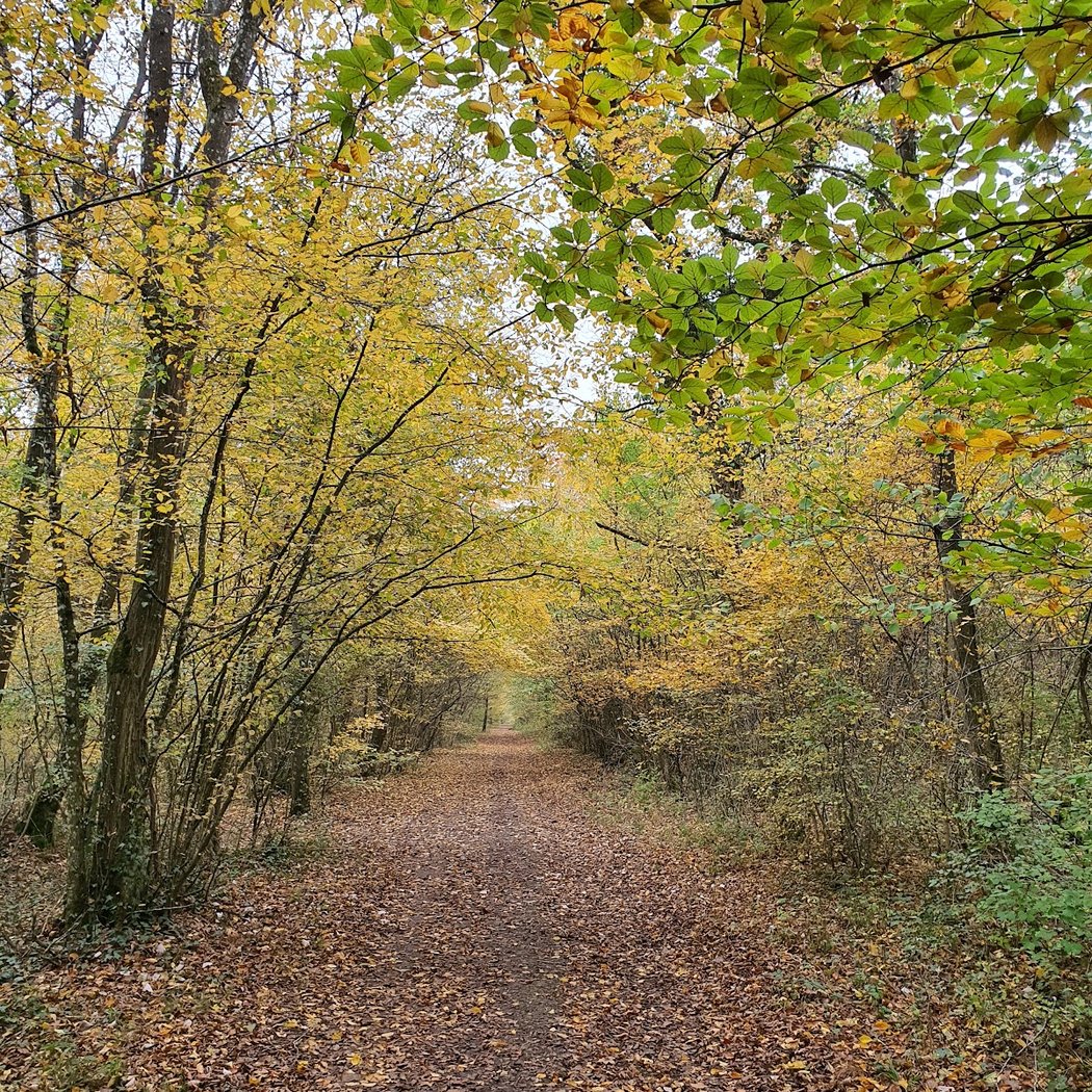 Forêt Domaniale de la Reine 1