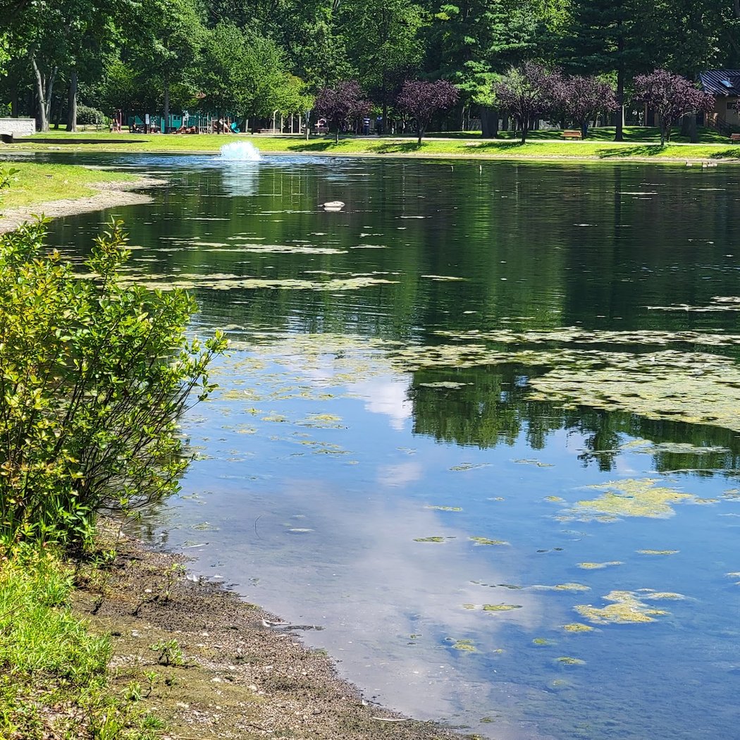 Wild Duck Pond 2
