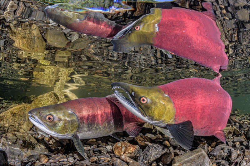 Salmon SEEson at 90th St Bridge 1