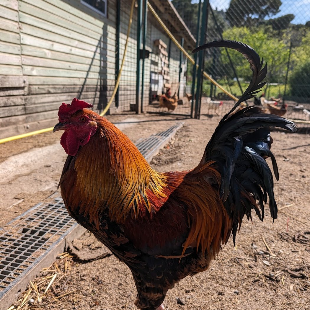 Ferme du Roy d'Espagne 1