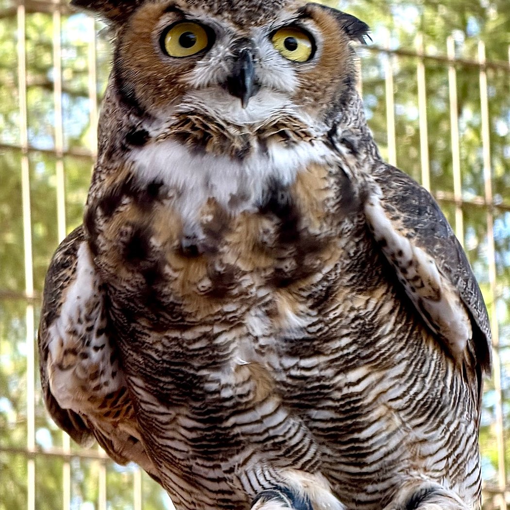 Guided Tour of Liberty Wildlife 3