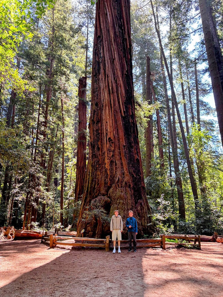 Henry Cowell Redwoods State Park 3