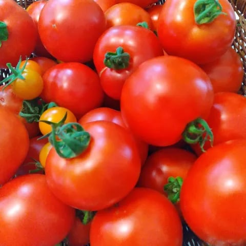 Spring Garden Market and Educational Fair 1